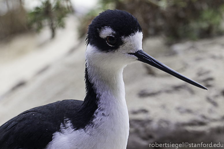 black-necked stilt